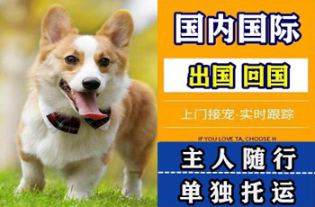 澄迈县宠物托运公司澄迈县宠物托运公司澄迈县宠物托运公司