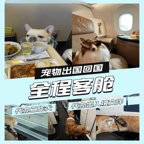 澄迈县宠物托运到白俄罗斯宠物入境规定和要求