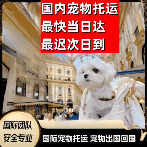 澄迈县到澳大利亚（澳洲）宠物入境规定和要求